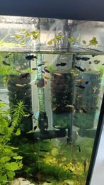 vissen  black mollys oranje mollys platys guppen, Dieren en Toebehoren, Ophalen