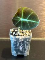 Alocasia mini black velvet #6 potmaat 4 cm, Huis en Inrichting, Ophalen of Verzenden, Overige soorten, Minder dan 100 cm