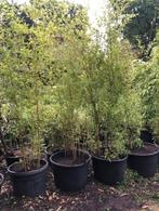 Bamboe struik in grote kuip . tot ongeveer 4 meter hoog . g, Tuin en Terras, Ophalen, Bamboe, Struik, 250 cm of meer