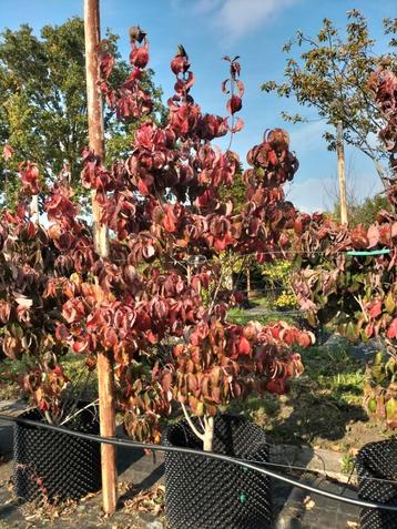 Cornus Florida  beschikbaar voor biedingen