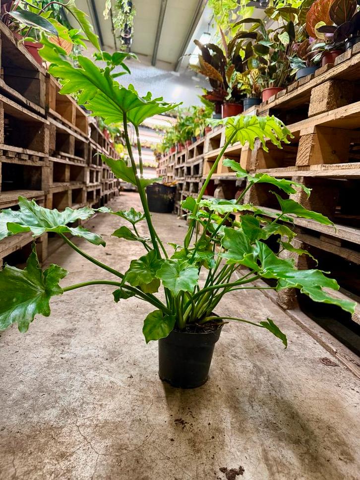 Philodendron Little Hope - Makkelijke kamerplant!, Huis en Inrichting, Kamerplanten, Ophalen of Verzenden