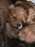 Héle kleine toypoedel pupjes geboren, Dieren en Toebehoren, Honden | Chihuahua's en Gezelschapshonden, Overige rassen, CDV (hondenziekte)