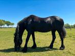 Friese stamboekmerrie M dressuur, Dieren en Toebehoren, Paarden, Merrie, M, Dressuurpaard, 11 jaar of ouder