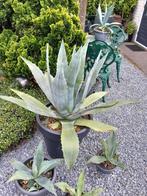 Planten, Tuin en Terras, Planten | Tuinplanten, Ophalen