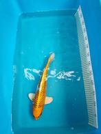 Te koop kujaku 37cm 40 euro, Karper of Koi