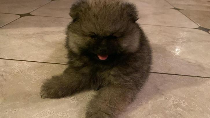 Pomeranian reutje, Dieren en Toebehoren, Honden | Chihuahua's en Gezelschapshonden, Reu, Overige rassen, Particulier, Eén hond