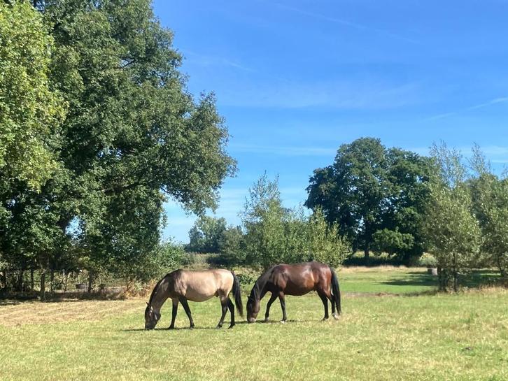 Paardrijweekend, paardrijden op een Mangalarga Marchador, Hobby en Vrije tijd, Overige Hobby en Vrije tijd, Ophalen of Verzenden
