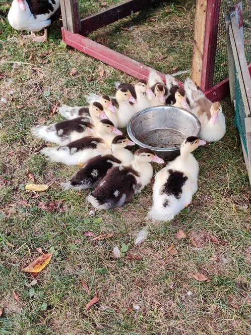 Kaapse eend/ Muskus eend / pulletjes, Dieren en Toebehoren, Pluimvee, Eend, Meerdere dieren