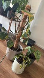 3 planten kneusjes, Huis en Inrichting, Kamerplanten, Ophalen, Halfschaduw, Minder dan 100 cm