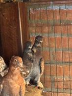 5 duiven en kooi, Meerdere dieren