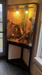 Groot hoek terrarium met 2 gecko’s (v), Dieren en Toebehoren, Hagedis, 0 tot 2 jaar