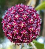 Hoya mindorensis black dragon, Overige soorten, In pot, Minder dan 100 cm, Bloeiende kamerplant