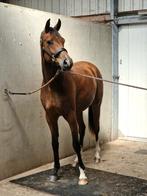 Stalling gezocht omgeving VOORST, Dieren en Toebehoren, Stalling