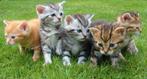 Kitten ( vrouwtje ) gezocht, Poes, 0 tot 2 jaar