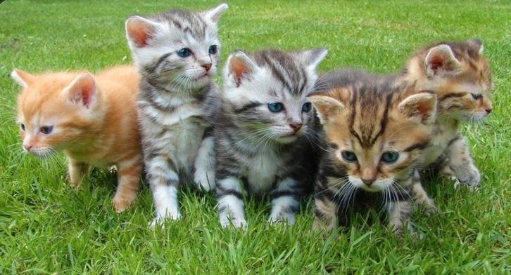 Kitten ( vrouwtje ) gezocht, Dieren en Toebehoren, Katten en Kittens | Overige Katten, Poes, 0 tot 2 jaar