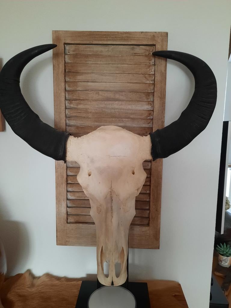 Echt Bison Skelet met Hoorns, Antiek en Kunst, Ophalen
