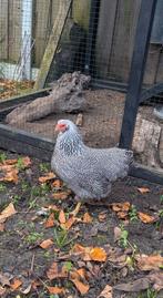 Gratis af te halen 3 kippen vanwege beëindigen van de hobby, Dieren en Toebehoren, Pluimvee, Vrouwelijk, Kip