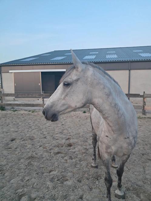 Schimmel merrie, Dieren en Toebehoren, Pony's, Merrie, E pony (1.48m - 1.57m), Recreatiepony, 7 tot 10 jaar