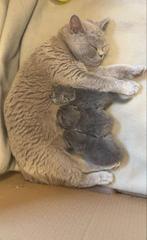 Britse korthaar kittens, Meerdere dieren, Kortharig, 0 tot 2 jaar
