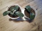 Orchideeën stekjes., Huis en Inrichting, Kamerplanten, Ophalen of Verzenden, Halfschaduw, Minder dan 100 cm