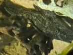 Hypostomus plecostomus, Dieren en Toebehoren, Vis
