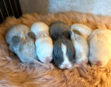 5 prachtige minilop konijntjes 🩷🩵 beschikbaar voor biedingen