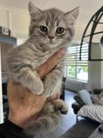Raszuivere Britse korthaar kittens, Kater, Ontwormd, 0 tot 2 jaar