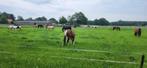 stalling en weidegang, Dieren en Toebehoren, Stalling en Weidegang, Weidegang, 1 paard of pony