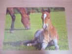Placemat paard met veulen, Ophalen of Verzenden, Nieuw, Bord