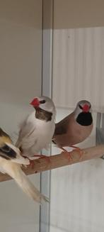 Spitsstaart mannen, Dieren en Toebehoren, Vogels | Overige Vogels, Meerdere dieren, Tropenvogel