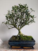 Olea Europaea 'Olijf' Bonsai, Volle zon, Bloeit niet, Minder dan 100 cm, Overige soorten