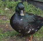 Te koop kwaker man, Dieren en Toebehoren, Pluimvee, Mannelijk, Eend