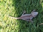 RedStripe gargoyle gekko, Dieren en Toebehoren, Hagedis