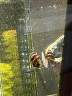 Te koop grote hoeveelheid helena slakken, Slak of Weekdier, Zoetwatervis