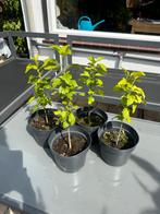 Hibiscus, Ophalen, Zomer, Overige soorten, Halfschaduw