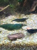 Green jade garnalen. Groene garnalen, Dieren en Toebehoren, Kreeft, Krab of Garnaal