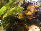 Amatitlania altoflava koppel, Dieren en Toebehoren, Vissen | Aquariumvissen