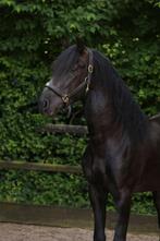 Bloedmooie zwarte PRE, Met stamboom, Dressuurpaard, Hengst, 3 tot 6 jaar