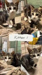 6 Lieve boerderij kittens, Dieren en Toebehoren, Katten en Kittens | Overige Katten, Meerdere dieren, 0 tot 2 jaar