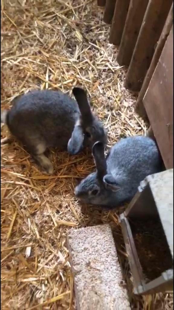Konijn koppeltje, Dieren en Toebehoren, Konijnen, Klein, Meerdere dieren, 0 tot 2 jaar