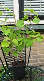 Vaste plant: Turkse druif   5 euro, Vaste plant, Halfschaduw, Zomer, Ophalen