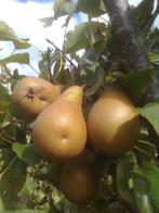 handpeer conference 180-200 cm, Tuin en Terras, Planten | Fruitbomen, Ophalen, Minder dan 100 cm, Appelboom, Lente