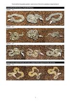 HOUTEN - Veel koningspythons - HOUTEN, Dieren en Toebehoren, Reptielen en Amfibieën, Slang, 0 tot 2 jaar