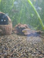 2 kersenbuikjongen gratis op te halen, Dieren en Toebehoren, Vissen | Aquariumvissen, Vis