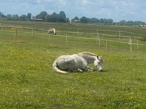 Paarden liefhebber, Natuur genieter, moestuin dagbesteding, Dieren en Toebehoren, Overige Dieren, Meerdere dieren, Voor 1 juli 2024