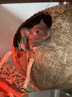 🩷 Jonge hele tamme kleurmuis vrouwtjes beschikbaar 🐭🩷, Dieren en Toebehoren, Juni, Muis, Vrouwelijk, Tam
