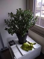 Bambi, Ophalen, Zo goed als nieuw