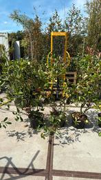 Photunia red robin of glansmispel struiken hoo.110/120, Ophalen, Zomer, Vaste plant, Halfschaduw