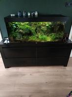 Compleet Aquarium Juwell 240, Ophalen, Gebruikt, Gevuld zoetwateraquarium