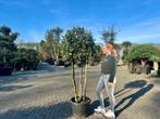 Groenblijvende steeneik (Quercus ilex) 3 stammig te koop!!!, 100 tot 250 cm, Zomer, Volle zon, In pot